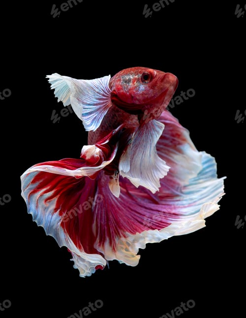 Preview: Colorful with main color of red and pink betta elephant ear fish, Siamese fighting fish