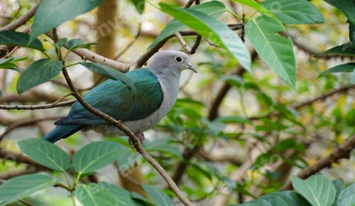 Preview: Common Emerald Dove, Scientific Name Chalcophaps