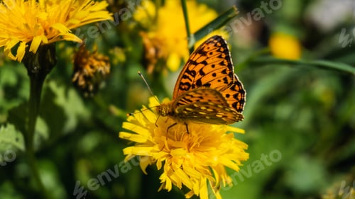 Preview: Closeup of a dark green fritillary butterfly on a yellow dandelion in a field