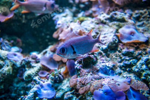 Preview: Colorful fish in aquarium
