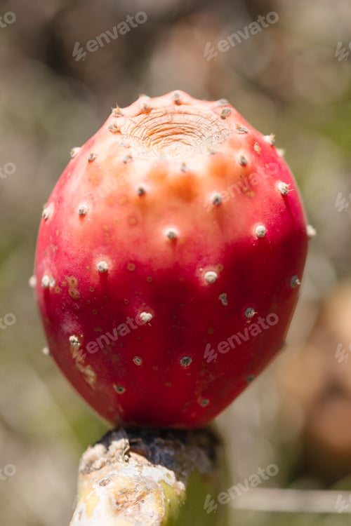 Preview: Close-up of prickly pear, prickly pear cactus fruit.