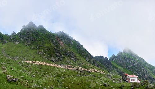 Preview: Flock of sheep on alpine pasture in valley Fagaras mountains