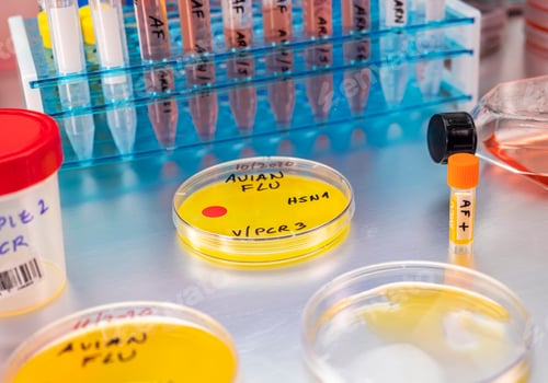 Preview: new H5N8 strain of avian influenza spread in humans, scientist with infected egg, conceptual image