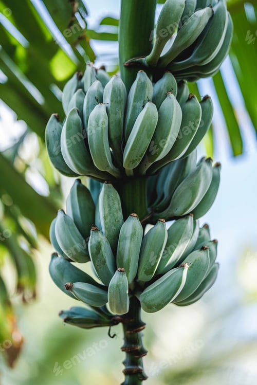 Preview: Green bananas on a tree under a blue sky.