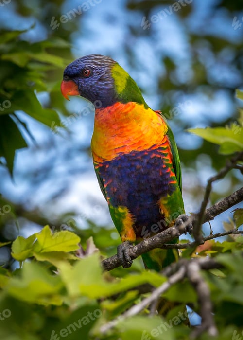 Preview: lorikeet