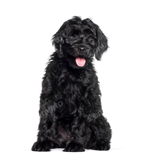 Preview: Mixed-breed labradoodle sitting against white background