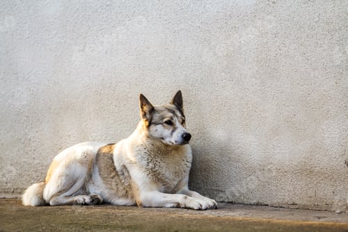 Preview: White dog sitting near old house wall