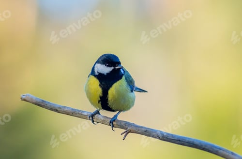 Preview: Parus major or Great tit perching on a branch in Aceh