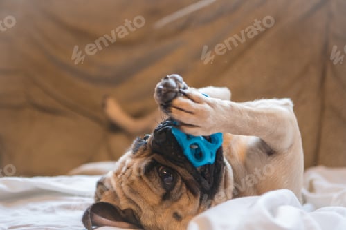 Vorschau: Mops mit einer Kugel