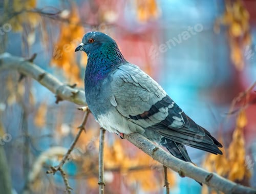 Preview: Beautiful grey dove on tree branch