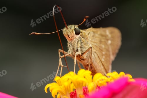 Preview: skipper butterfly