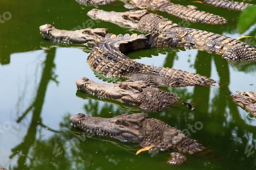 Preview: Crocodiles in water