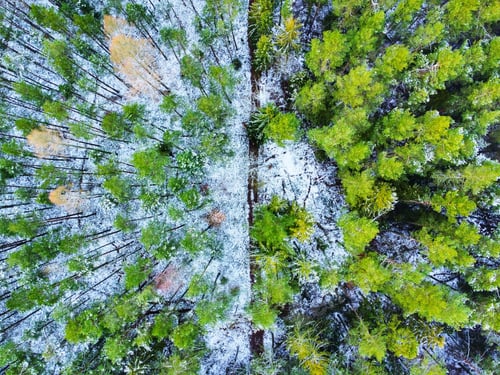 Preview: Winter in the wood - drone shot
