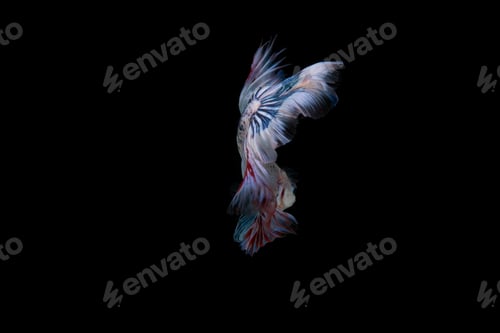 Preview: Beautiful colorful of siamese betta fish