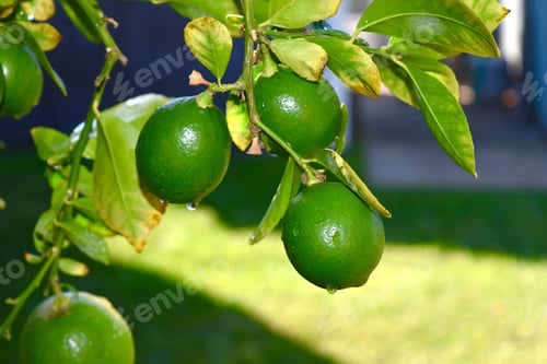 Preview: Green lemons after the rain