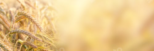 Preview: Field of wheat banner