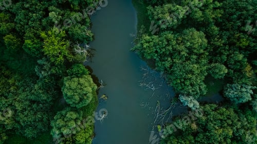 Preview: Aerial drone view over a swamp, from which protrude the trunks of dead trees. Marshland. Dead trees