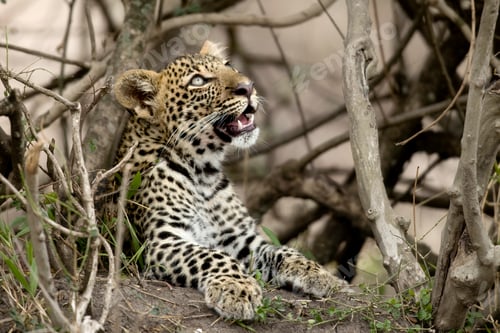Preview: Young leopard in Serengeti, Tanzania, Africa