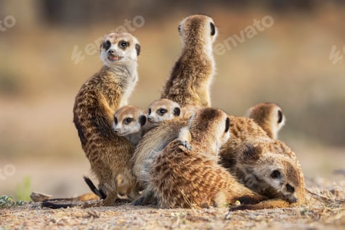 Preview: Meerkat, Suricata suricatta, a clan emerging from the burrow at dawn.