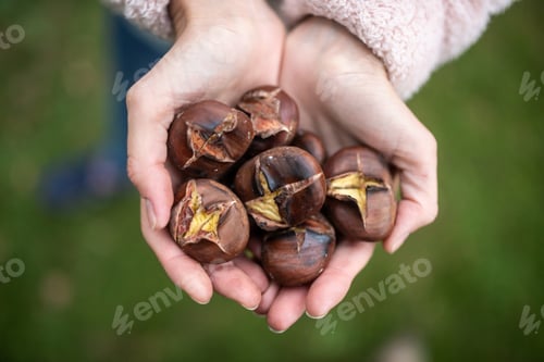 Preview: Handful of delicious roasted chestnuts