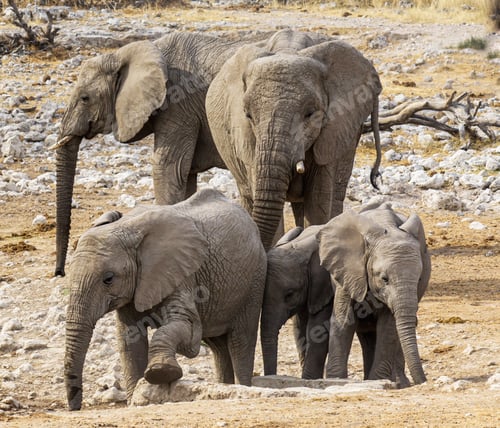 Preview: A Creative Namibia Wildlife picture of World