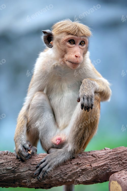 Preview: Monkey in the living nature