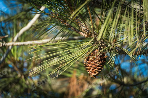 Preview: Closeup shot of a cone on a pine tree