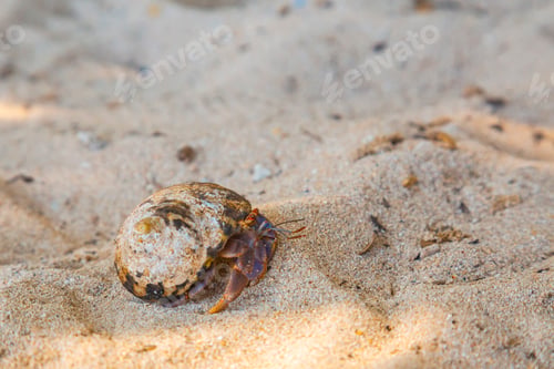 Preview: A sea snail on Cocalito Beach in Punta de Sal in the Caribbean Sea, Tela. Honduras