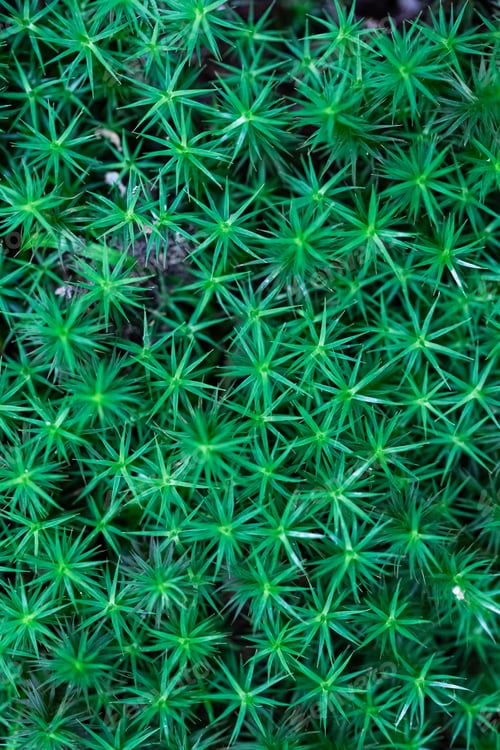 Preview: Green, fresh background of forest moss