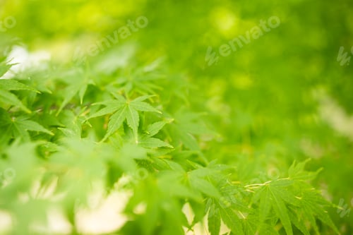 Preview: Bright green maple leaves