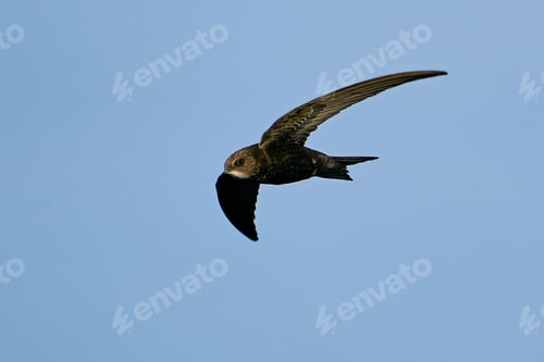 Preview: Common swift (Apus apus)