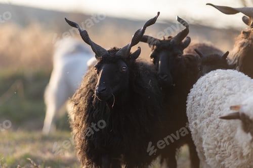 Preview: hungarian racka sheep grazing on meadow