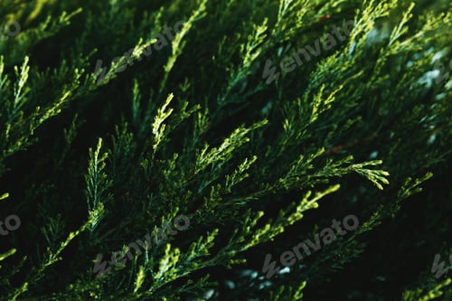 Preview: Abstract green thuja texture. Nature background. Top view.