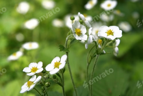Preview: wild strawberry flowers