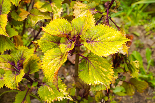 Preview: Coleus