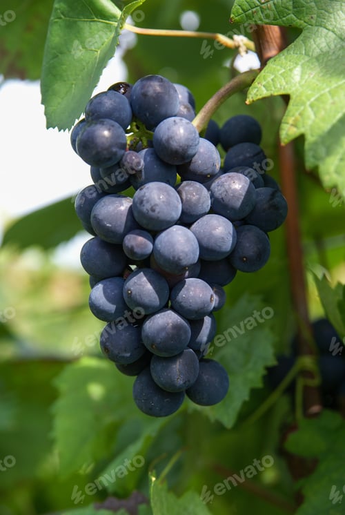 Preview: Vertical shot of a black grape vine in the middle of a garden in Alsace region, France