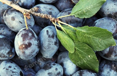 Preview: Plums