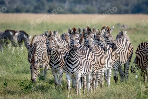 Preview: Group of Zebras starring at the camera.