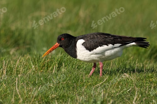 Preview: Oystercatcher bird with a lengthy beak in a grassy field
