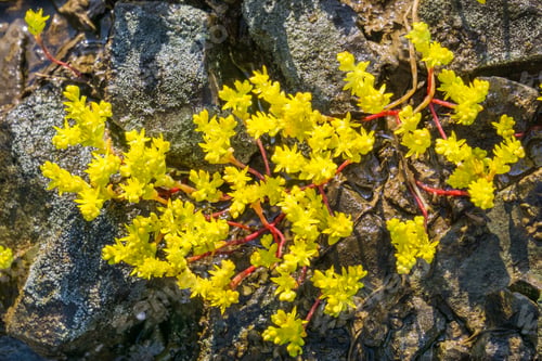 Preview: Close up of Sierra Mock Stonecrop flowers