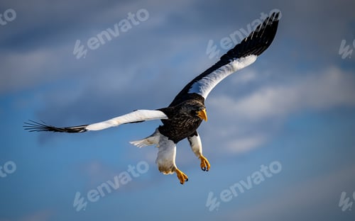 Preview: Steller's Sea Eagle on a snowy ground in Hokkaido, Japan.