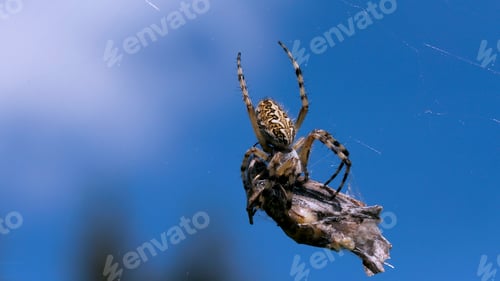 Preview: A large spider with thin legs. Creative. An insect in macro photography is sorting through a large