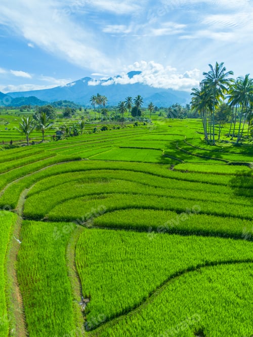 Preview: beautiful morning aerial view of Indonesia with mountains and tropical forests