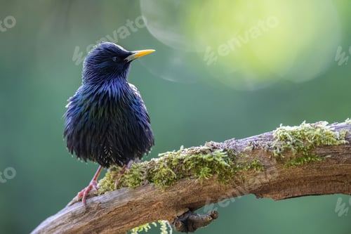 Preview: Closeup of a Common Starling perched on a tree branch with moss against a green background