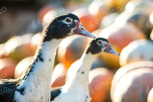 Preview: Ducks feed on traditional rural barnyard. Detail of a duck head.