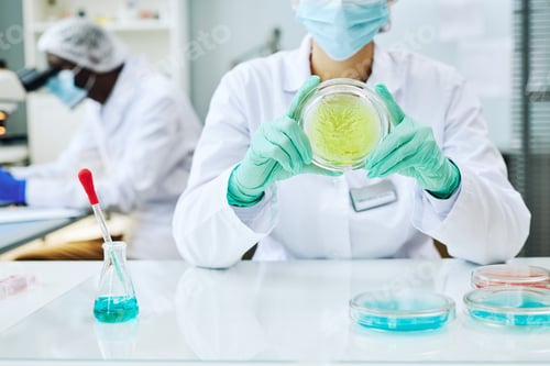 Preview: Female scientist holding petri dish doing experiments with colored liquid