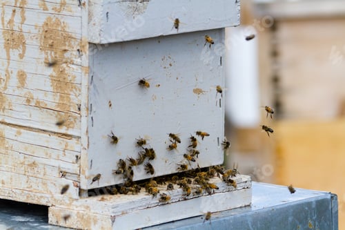 Preview: Beekeeping