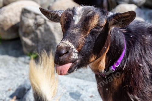 Preview: Goat in a Farm