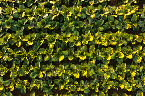 Preview: Fresh cabbage from farm field. View of green cabbages plants