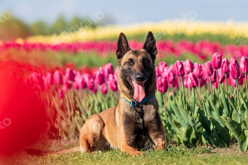 Preview: Beautiful Malinois dog enjoying a colorful field of tulips. Serene nature backdrop with the loyal co